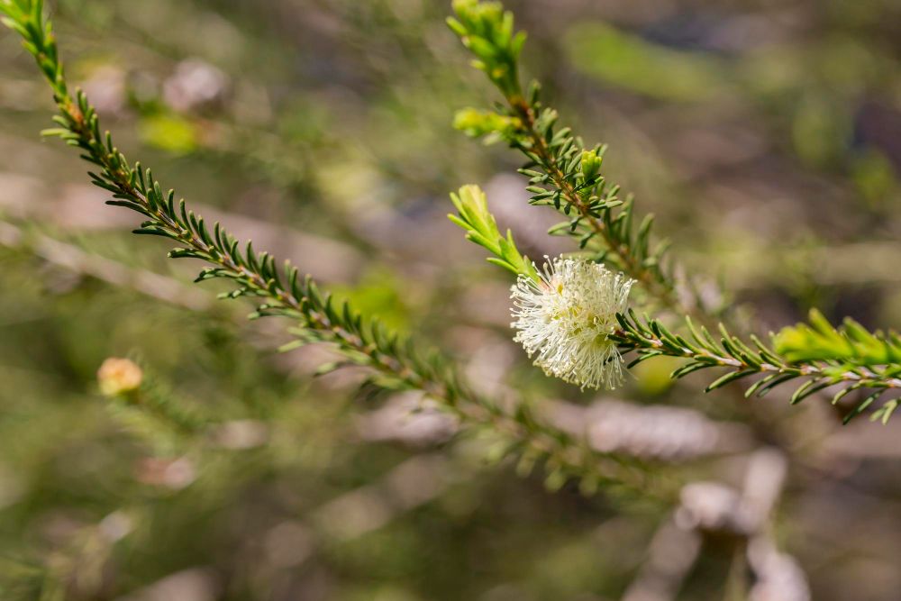 Kwiaty drzewa herbacianego